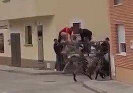 El astado berrendo, tras ser reconducido a la plaza de toros de La Pedraja de Portillo.