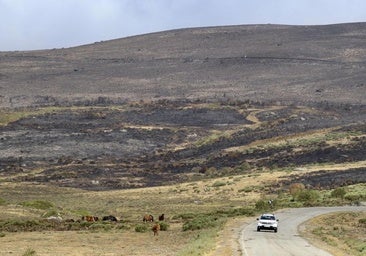 Ayudas de 5.500 euros a 460 agricultores y ganaderos afectados por los incendios