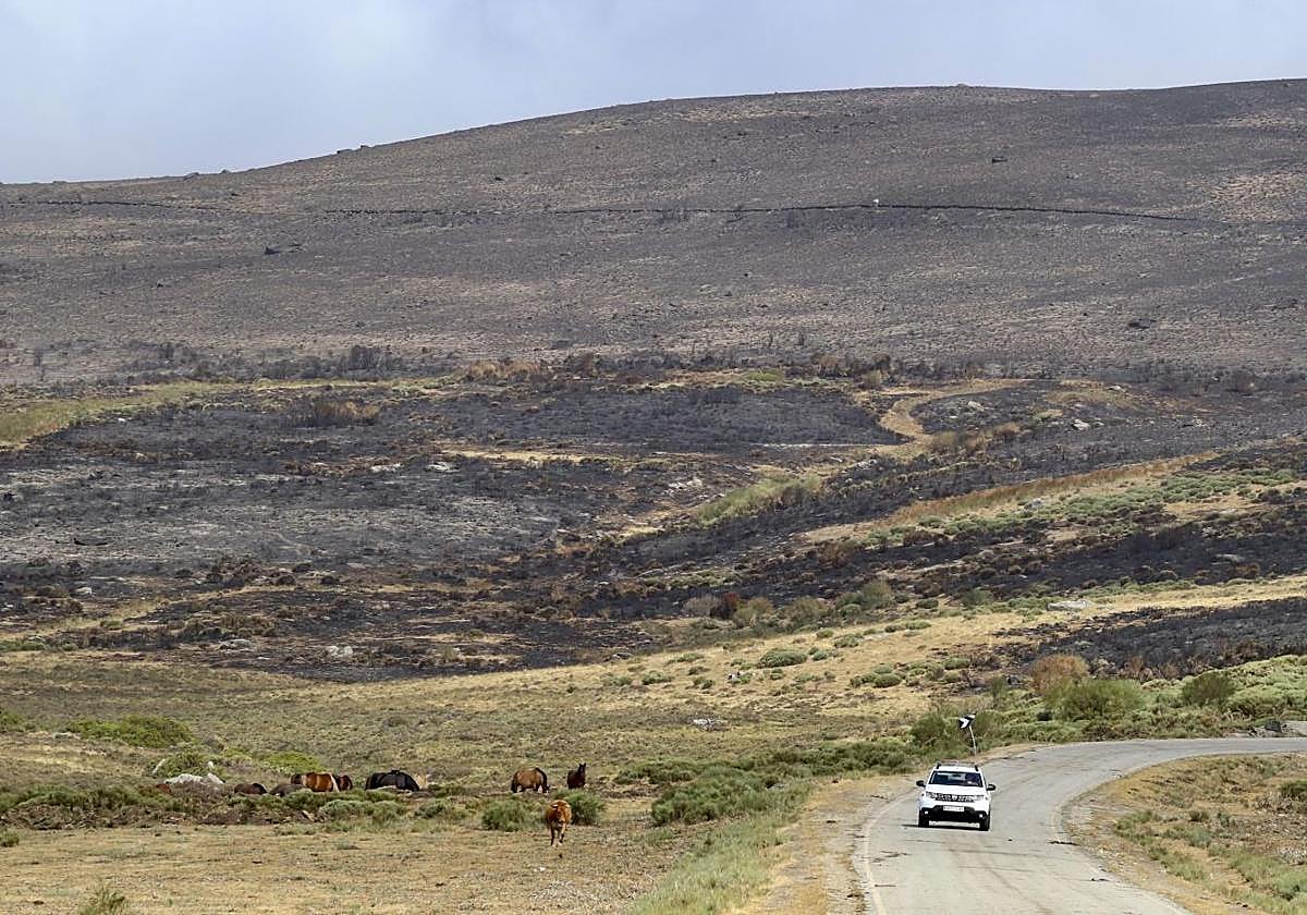 Incendio que ha afectado al término de San Martín de Castañeda, en Zamora.