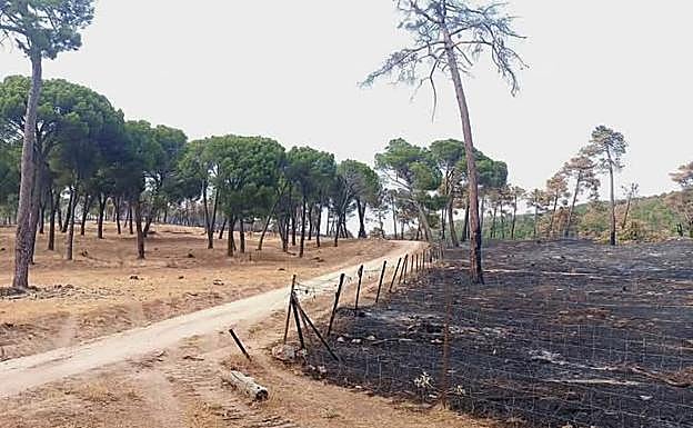 Cortafuegos realizado por el paso de ganado que evitó la propagación de un incendio.