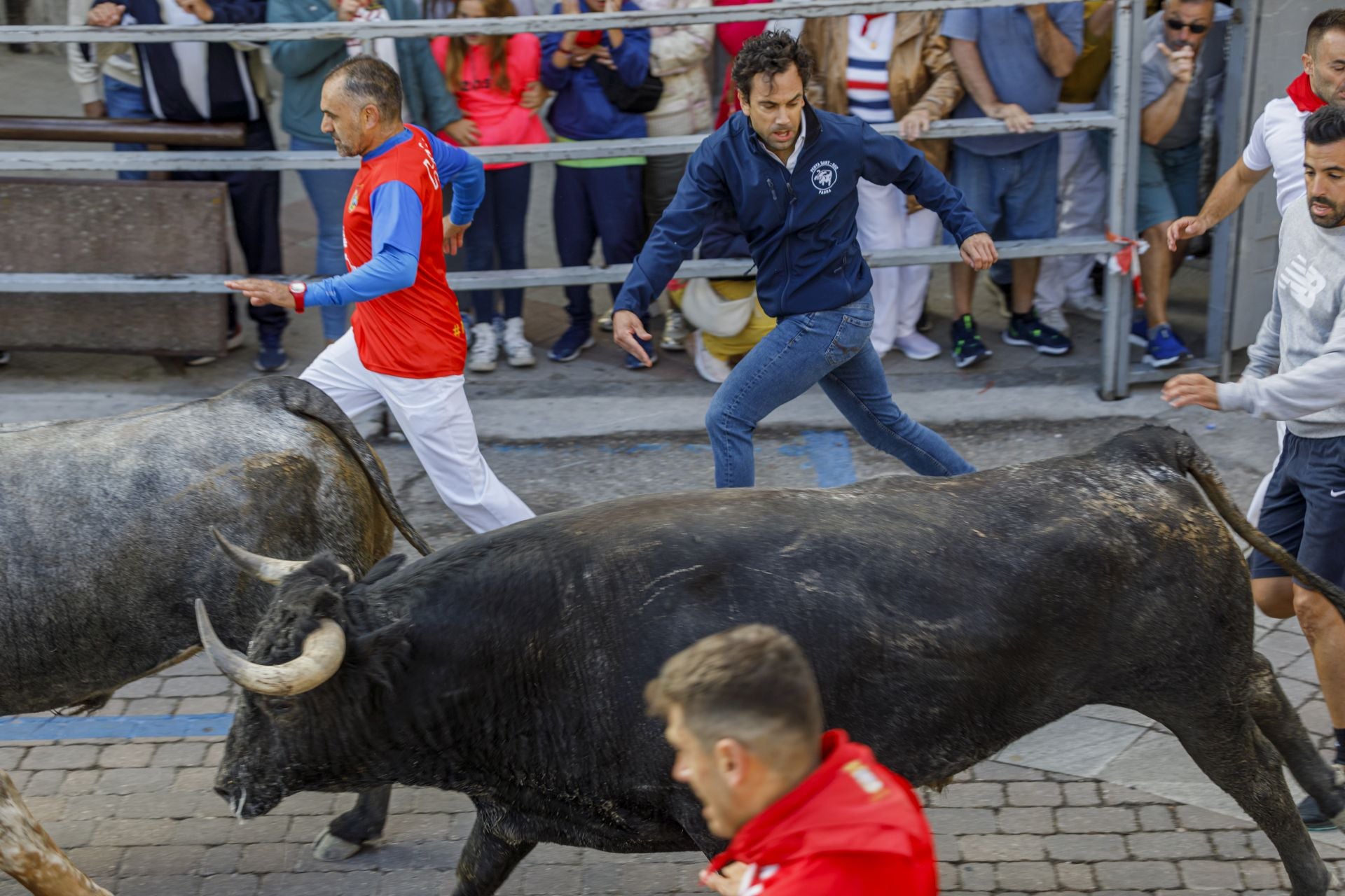 Fotos del segundo encierro de Cuéllar en el tramo urbano