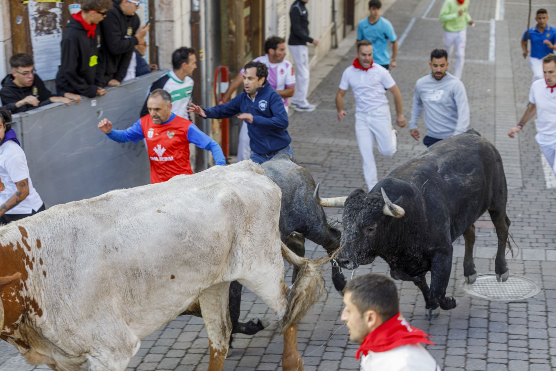Fotos del segundo encierro de Cuéllar en el tramo urbano