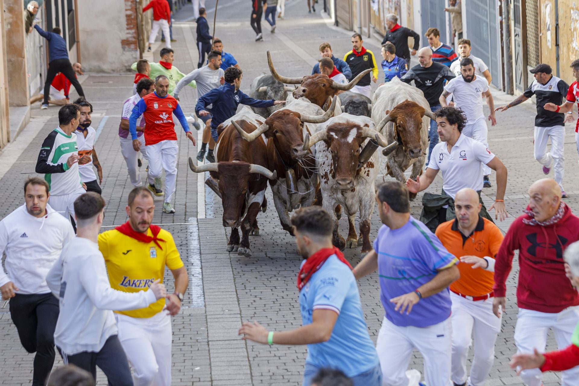 Fotos del segundo encierro de Cuéllar en su tramo urbano.