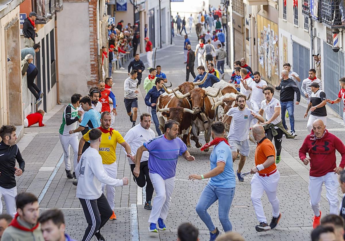 Fotos del segundo encierro de Cuéllar en el tramo urbano
