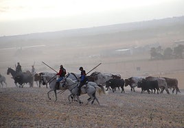 Caballistas intentan conducir a un grupo de tres toros hacia el núcleo urbano de Cuéllar.