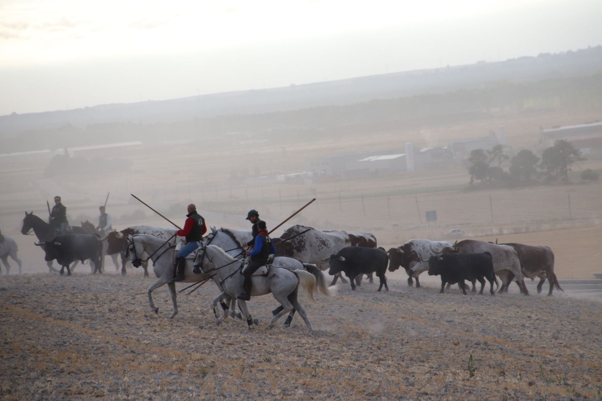 Caballistas intentan conducir a un grupo de tres toros hacia el núcleo urbano de Cuéllar.