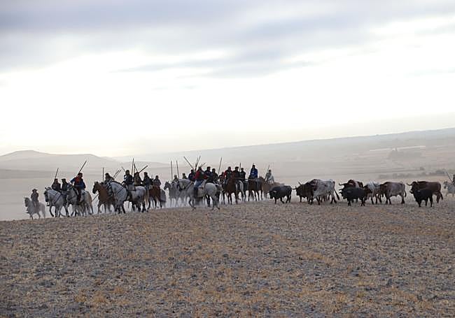 Fotos del segundo encierro de Cuéllar en su tramo por el campo y el pinar.