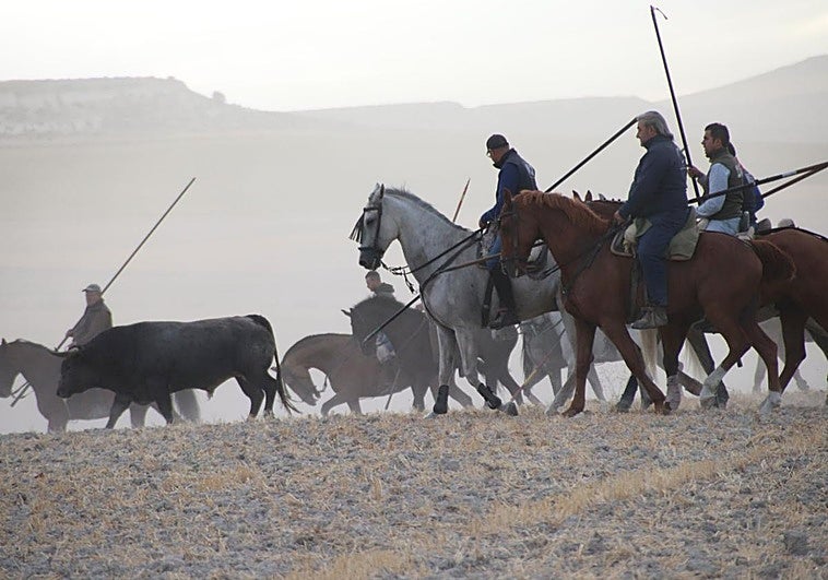 Caballistas intentan llevar a uno de los toros de Partido de Resina.