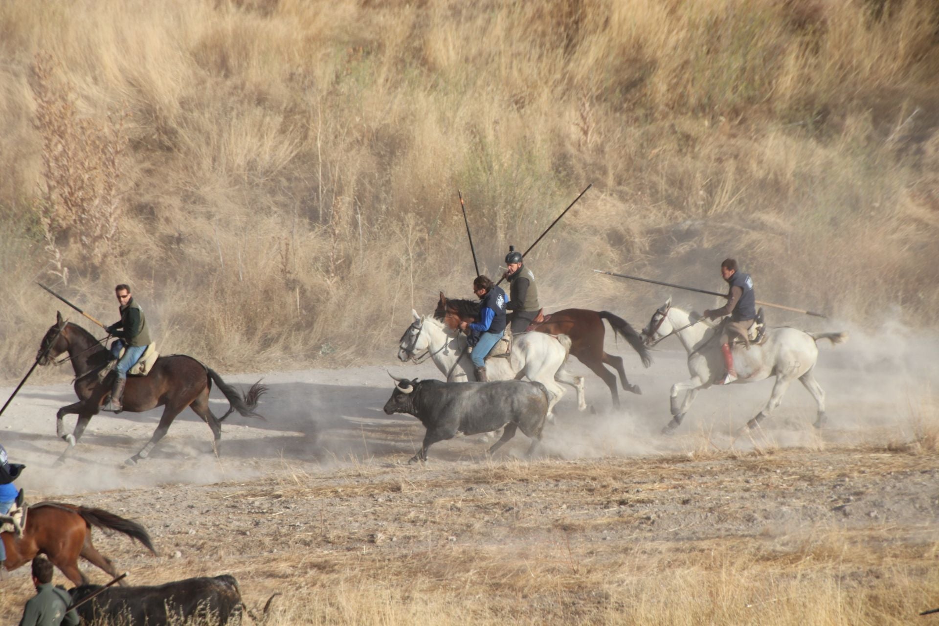 Fotos del segundo encierro de Cuéllar por el campo y el pinar