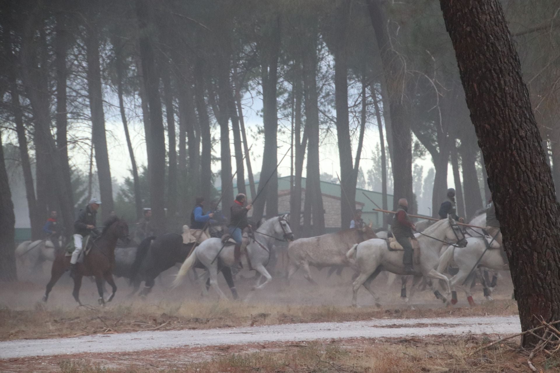 Fotos del segundo encierro de Cuéllar por el campo y el pinar