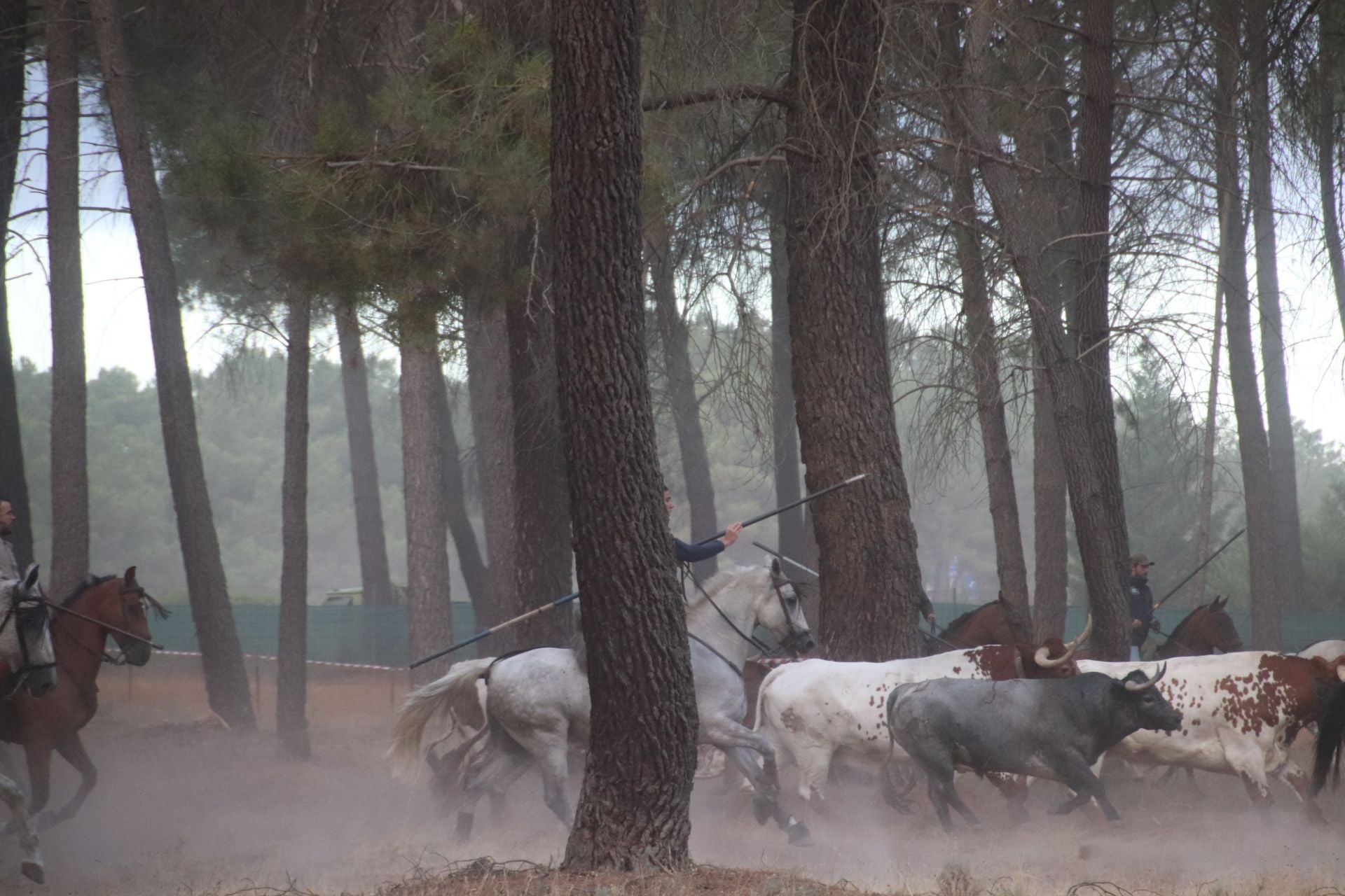 Fotos del segundo encierro de Cuéllar por el campo y el pinar