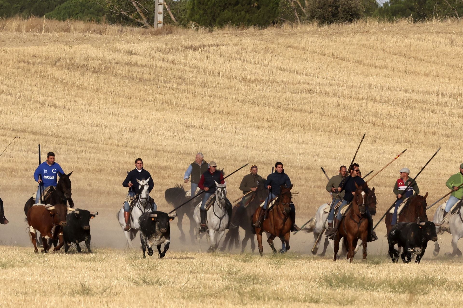 Las imágenes del encierro con seis toros de la ganadería Zahorí en Medina del Campo