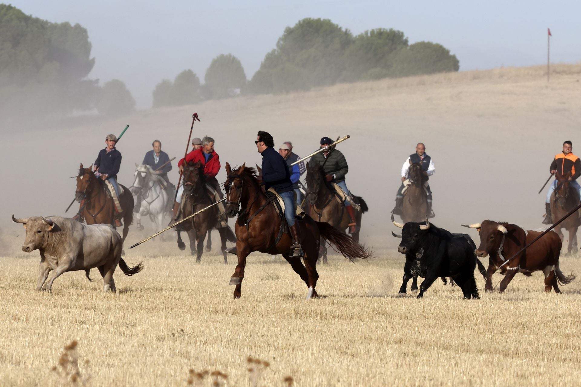 Las imágenes del encierro con seis toros de la ganadería Zahorí en Medina del Campo