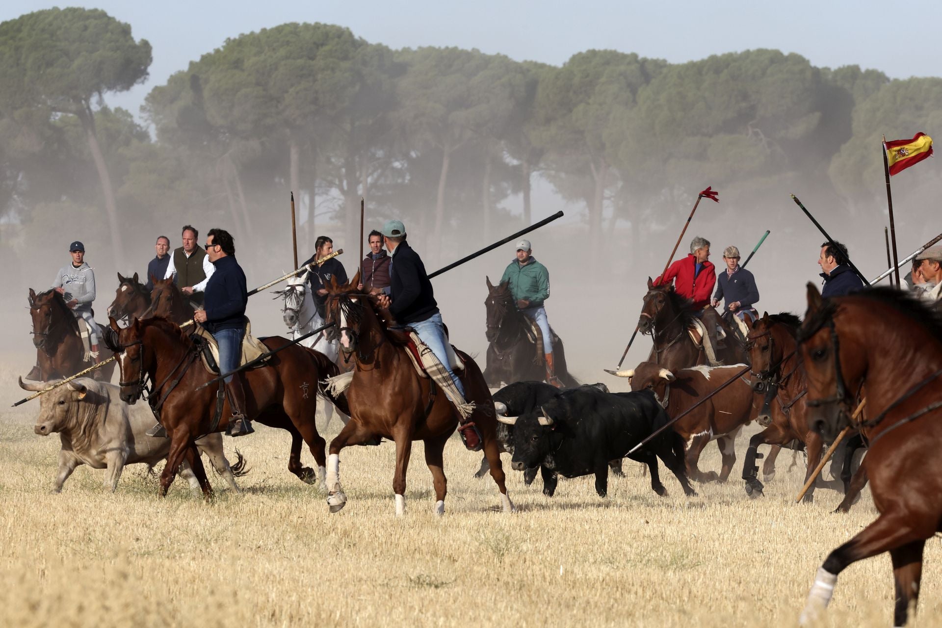 Las imágenes del encierro con seis toros de la ganadería Zahorí en Medina del Campo