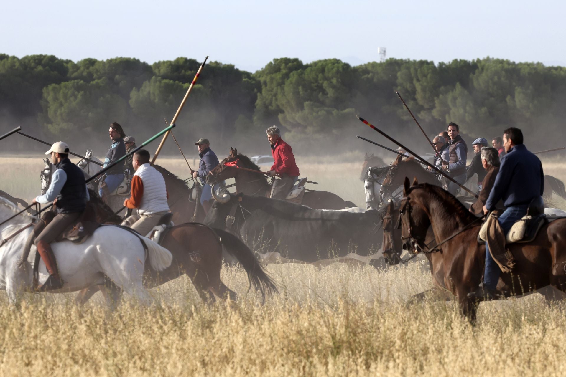 Las imágenes del encierro con seis toros de la ganadería Zahorí en Medina del Campo