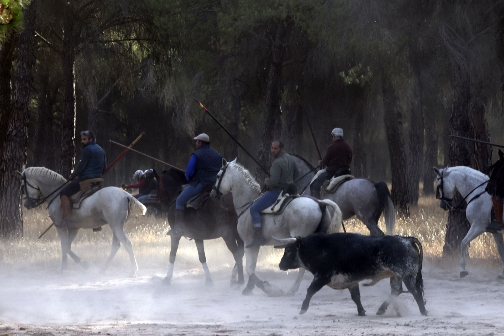 Las imágenes del encierro con seis toros de la ganadería Zahorí en Medina del Campo