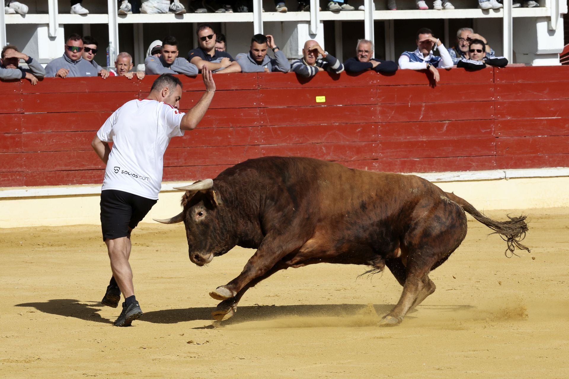 Las imágenes del encierro con seis toros de la ganadería Zahorí en Medina del Campo