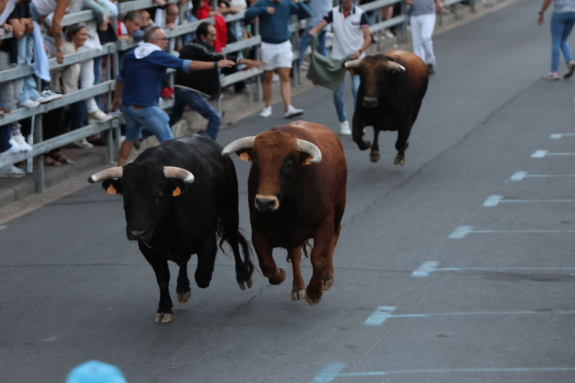 El encierro de Medina del Campo, en imágenes