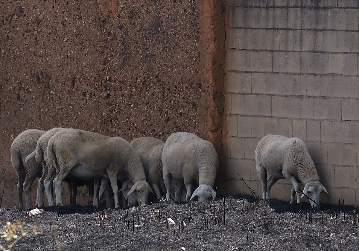 Consecuencias del incendio forestal en Cubo de Benavente.