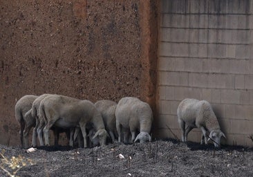 Casi cuatro millones de kilos de alimentos para las ganaderías afectadas por los incendios