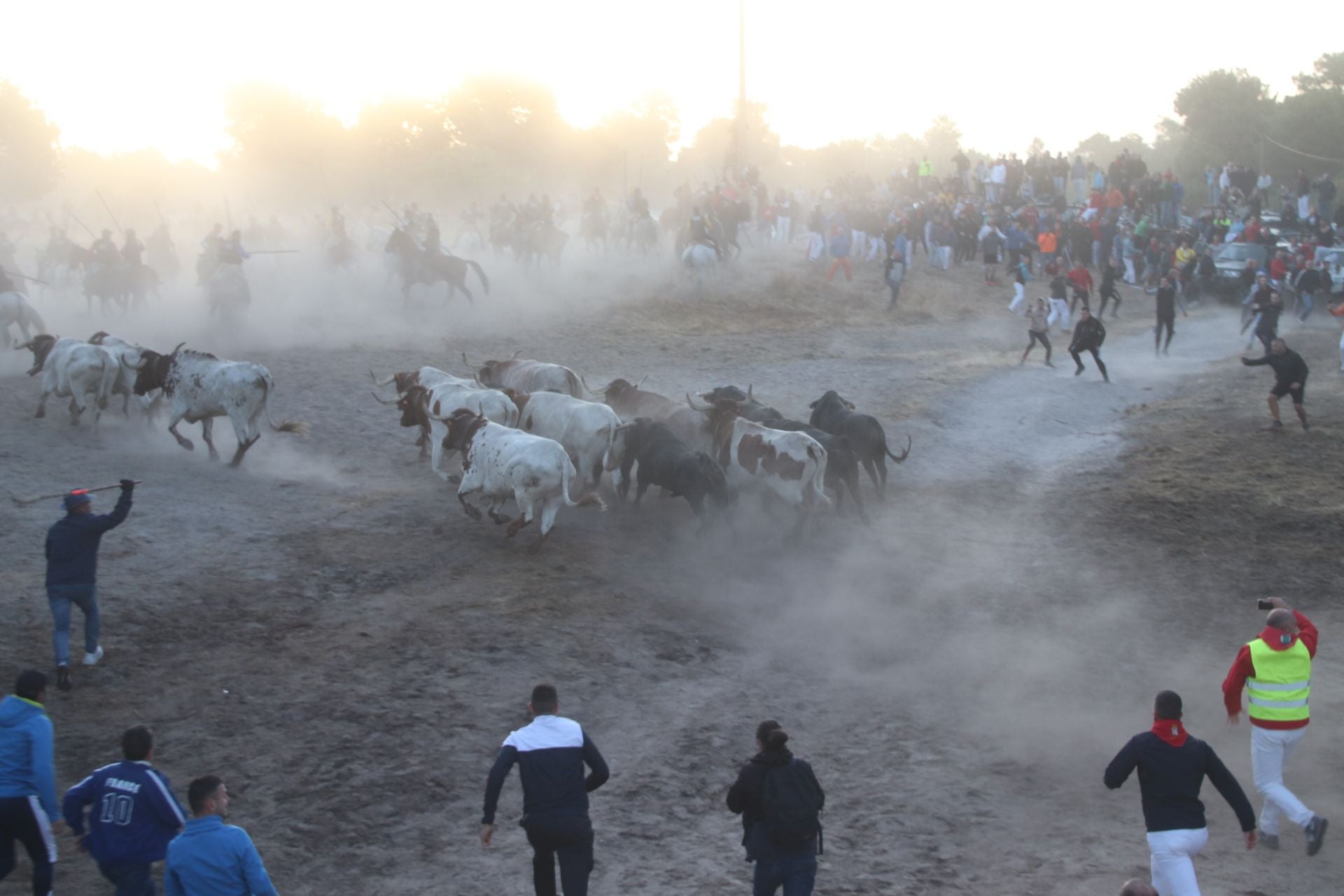 Fotos del tercer encierro de Cuéllar por el campo y el pinar
