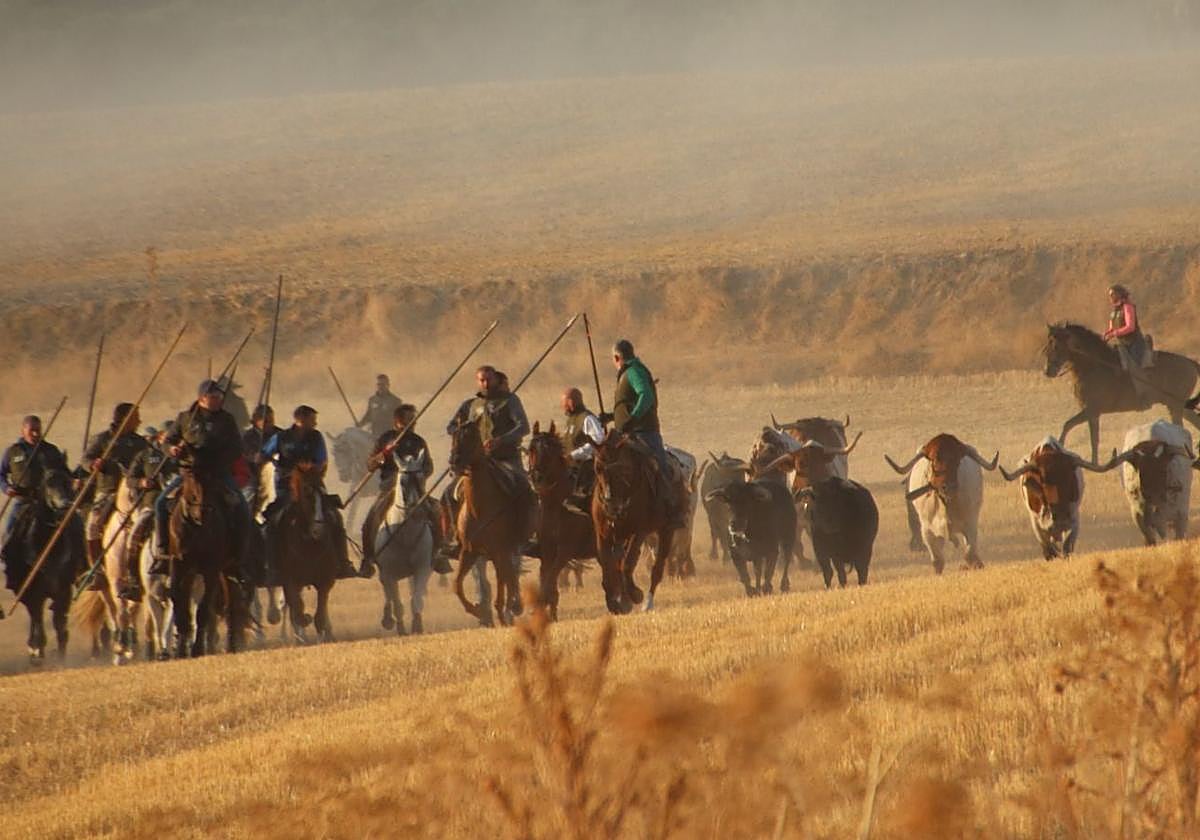 Las reses de Rosa Rodrigues, durante el tercer encierro en Cuéllar.