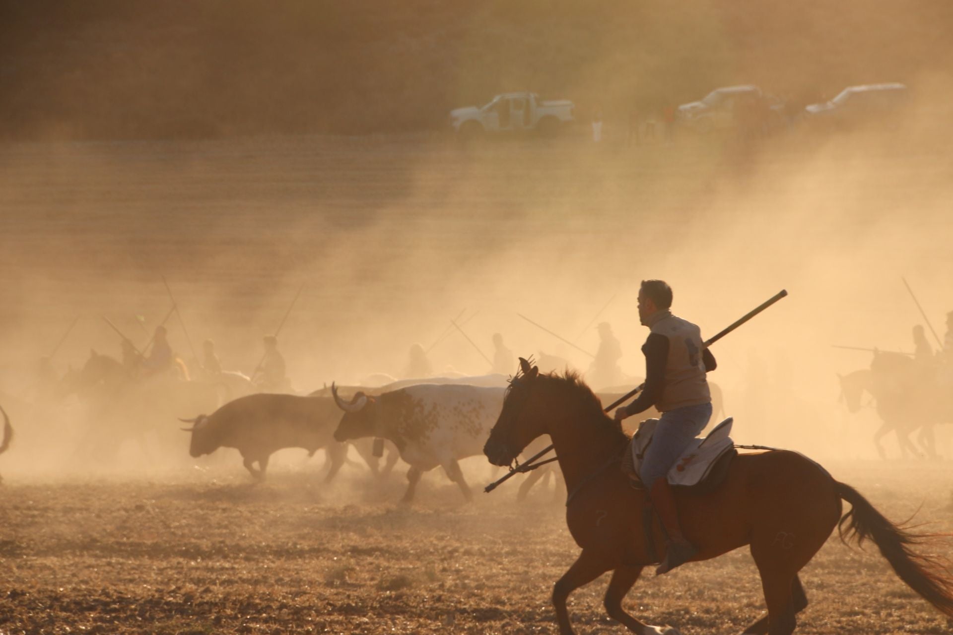 Fotos del tercer encierro de Cuéllar por el campo y el pinar