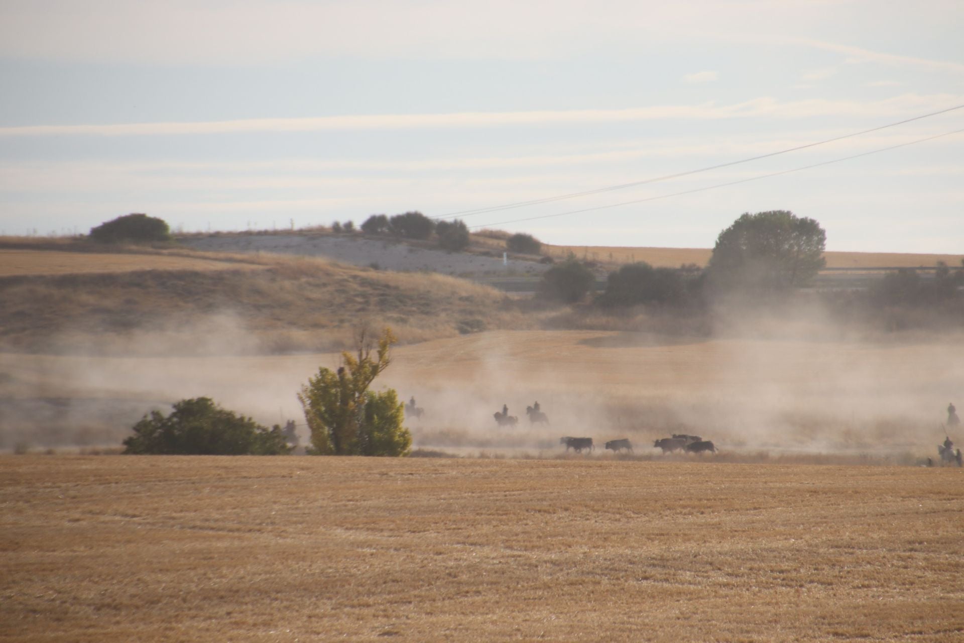 Fotos del tercer encierro de Cuéllar por el campo y el pinar
