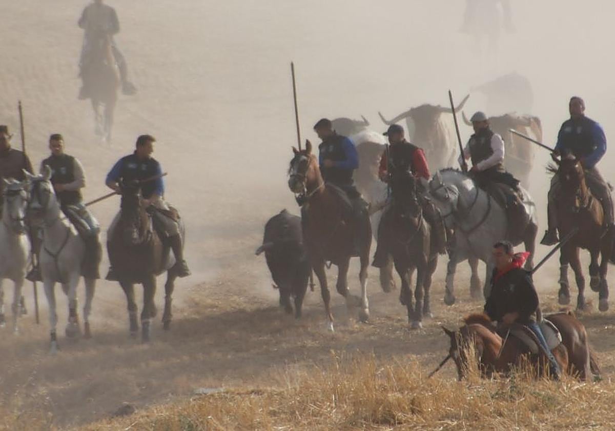 Un herido por asta de toro en el tercer encierro de Cuéllar