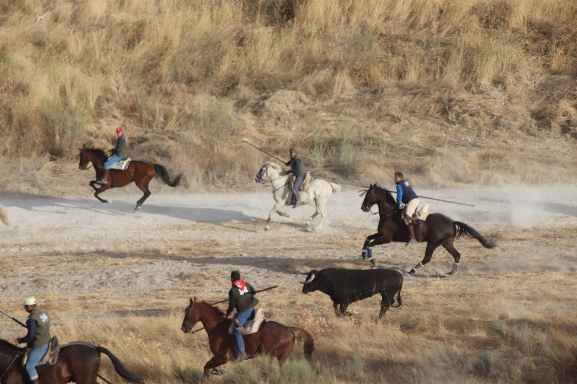Fotos del tercer encierro de Cuéllar por el campo y el pinar