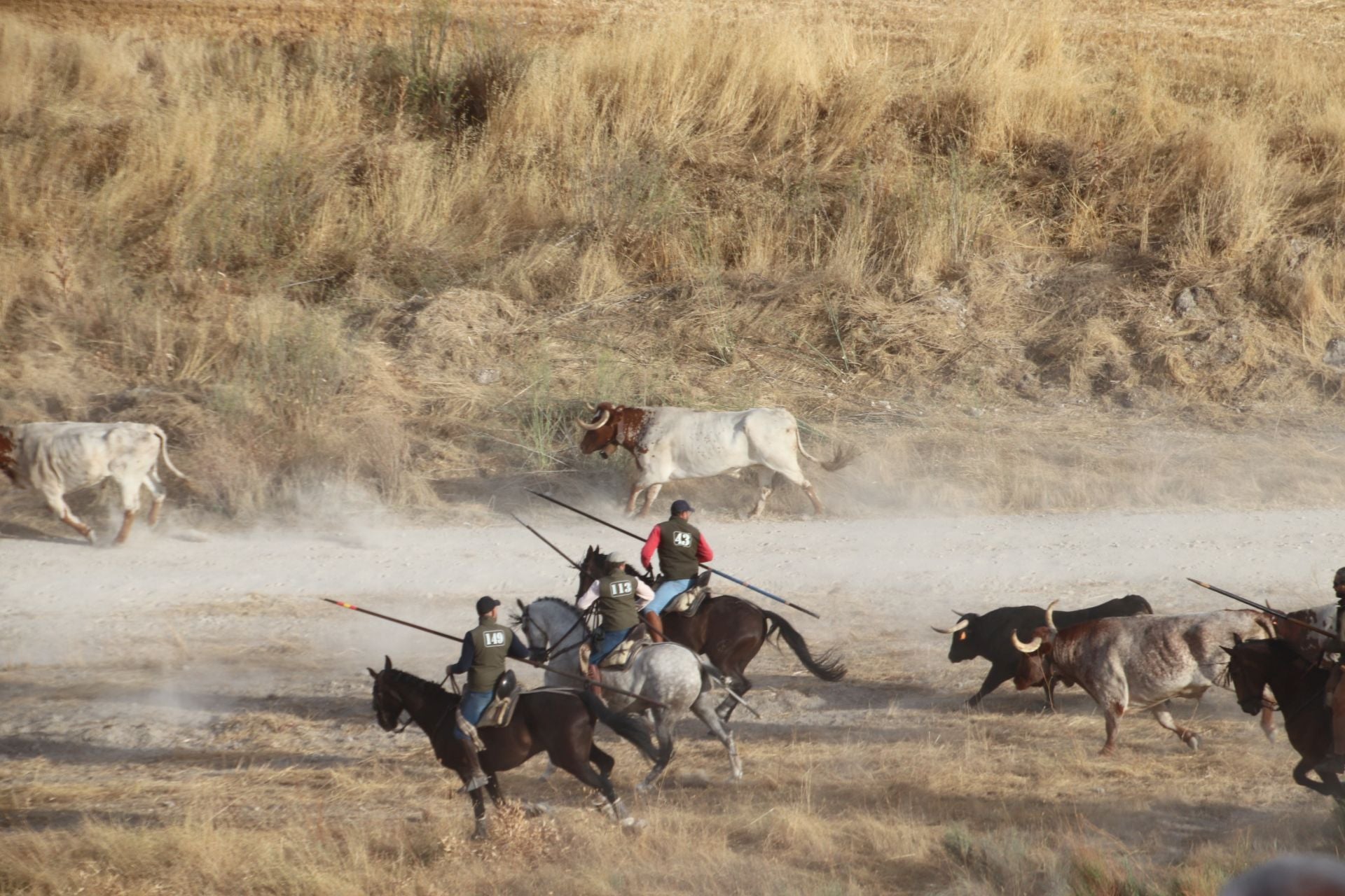 Fotos del tercer encierro de Cuéllar por el campo y el pinar