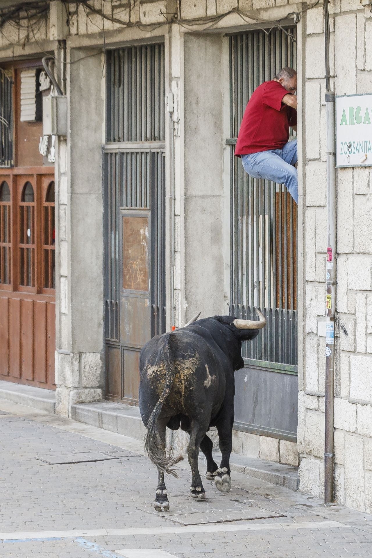 Fotos del tercer encierro de Cuéllar por las calles de la villa
