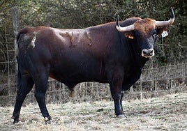 Uno de los novillos de la Final del Campeonato Mundial de Cortes.