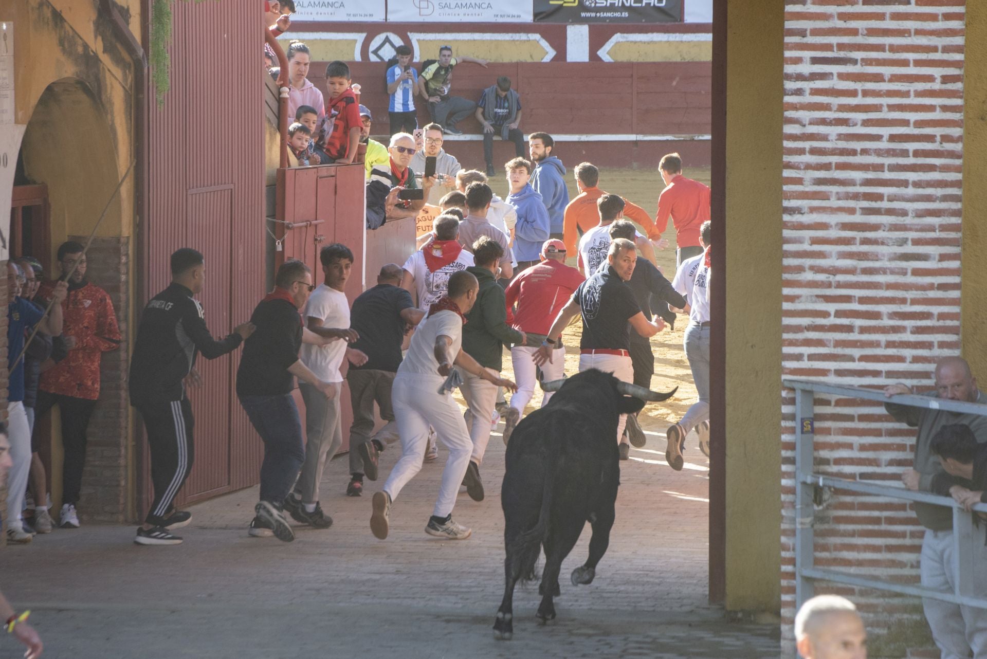 Fotos del cuarto encierro por las calles de Cuéllar