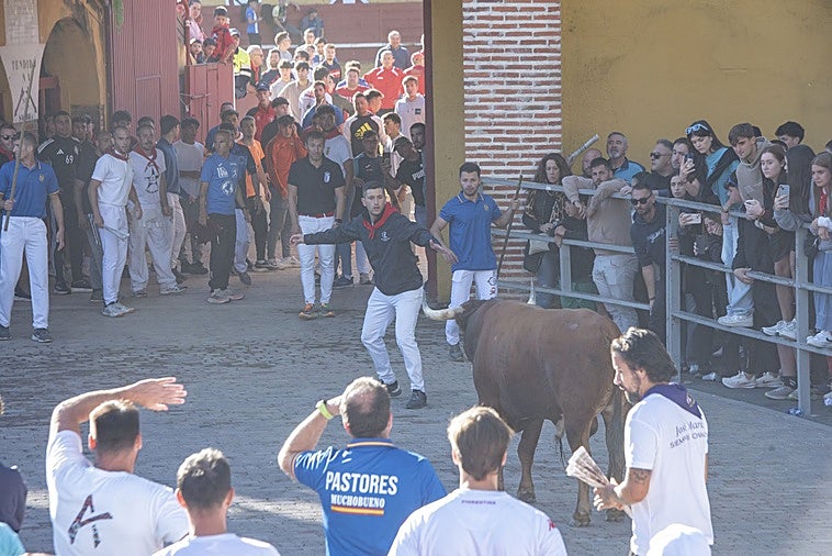 Cuarto encierro de Cuéllar, con novillos de Montes de Oca.