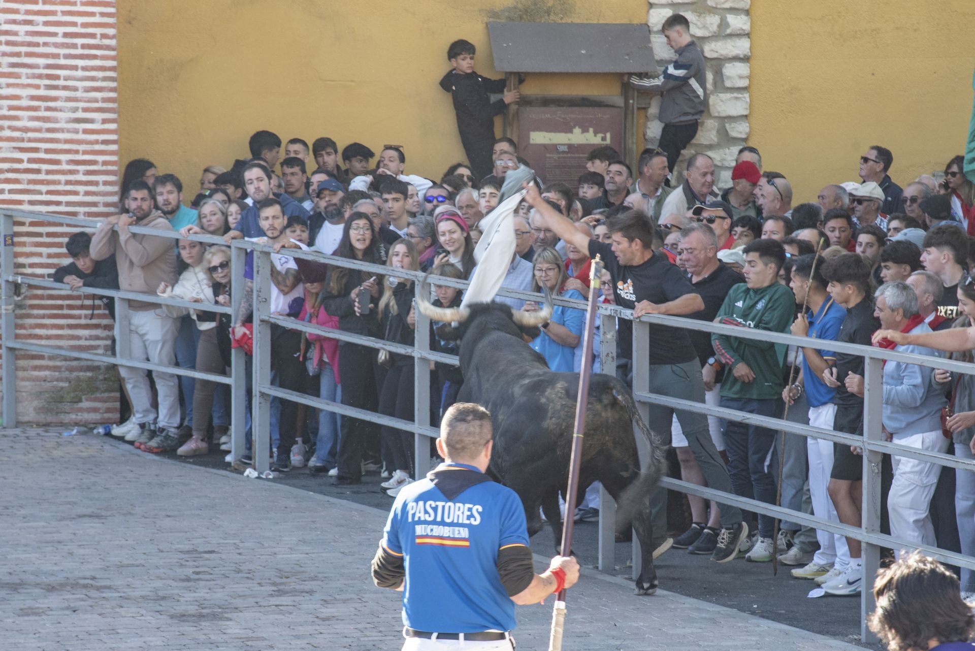 Fotos del cuarto encierro por las calles de Cuéllar