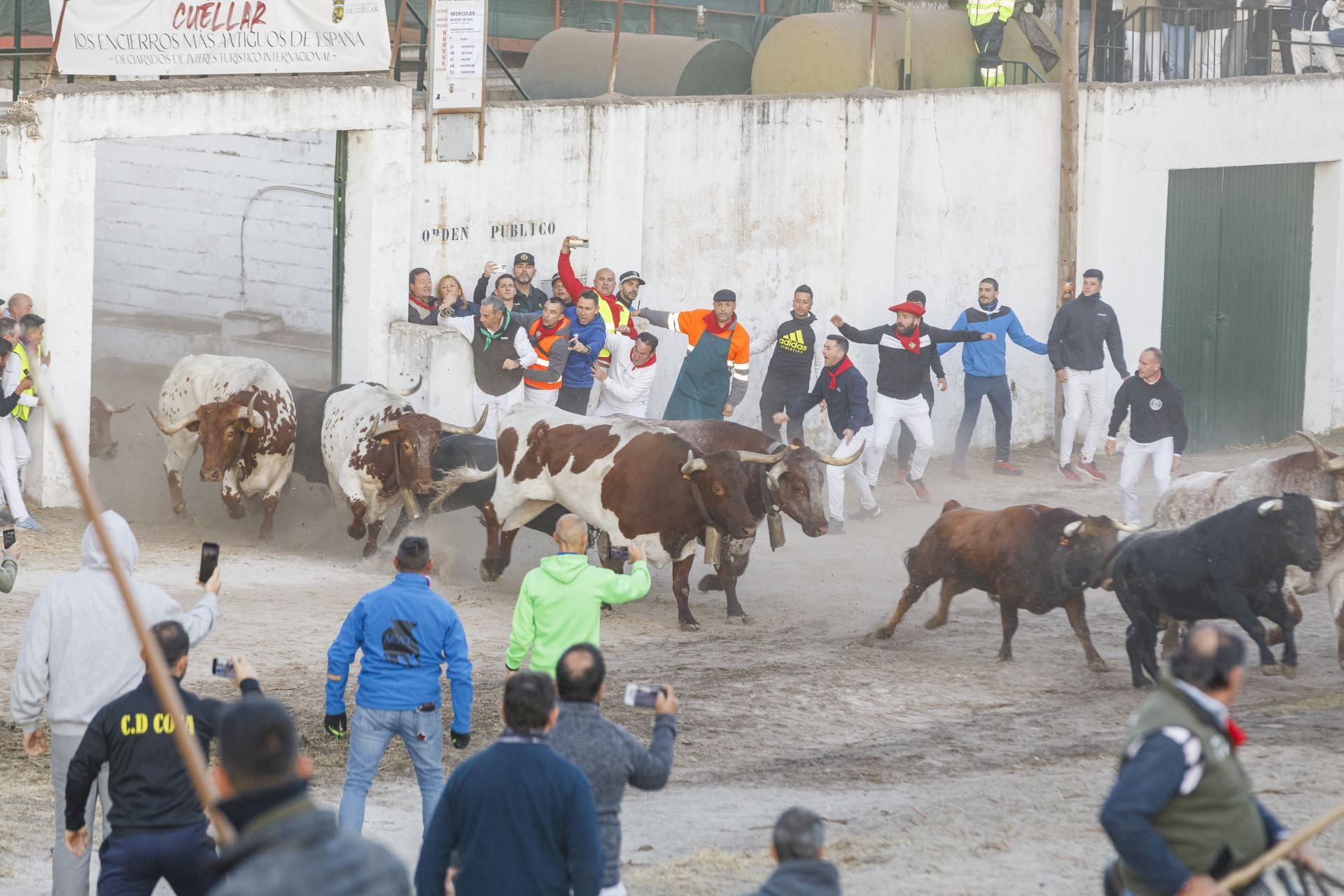 Fotos del cuarto encierro de Cuéllar por el campo