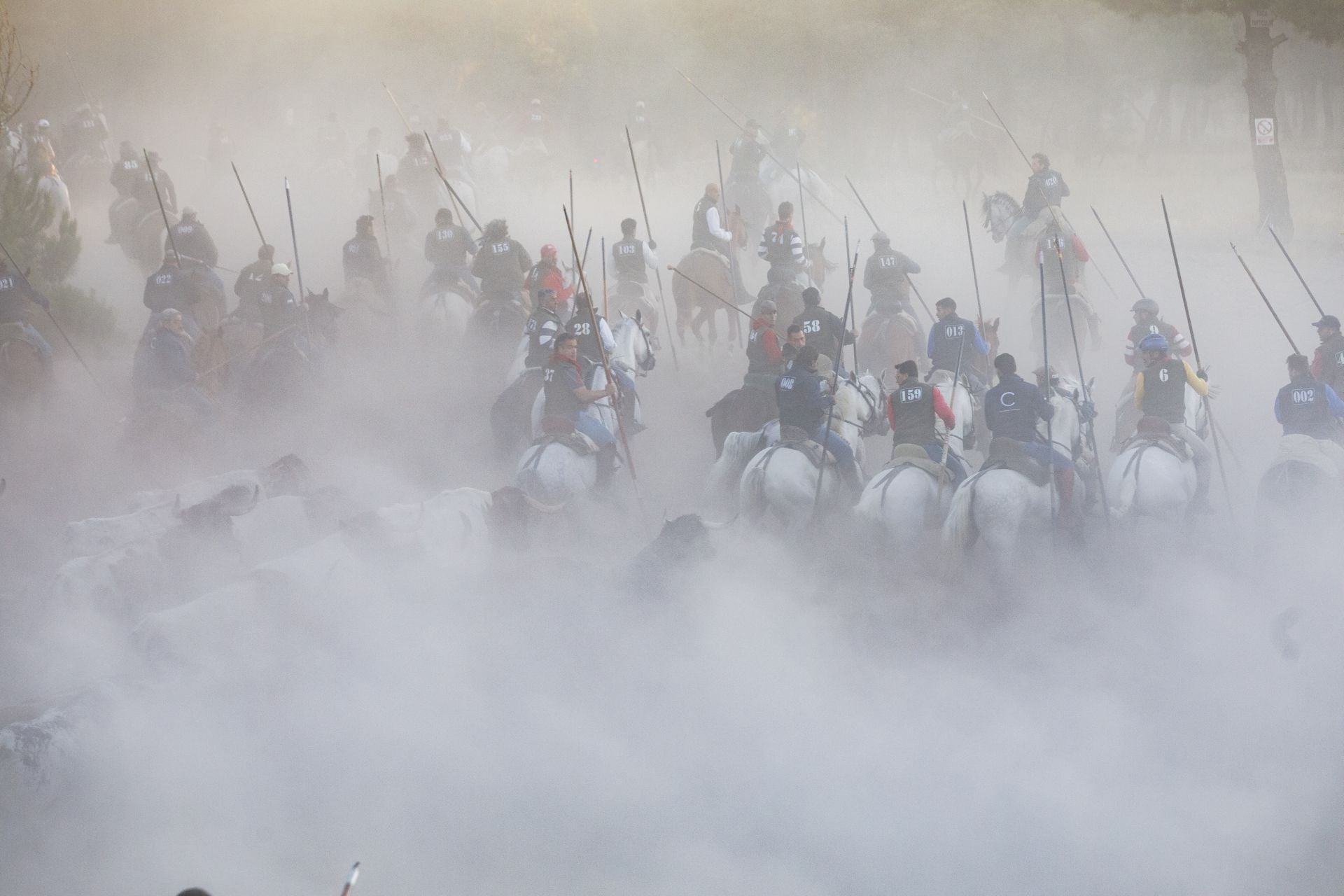 Fotos del cuarto encierro de Cuéllar por el campo