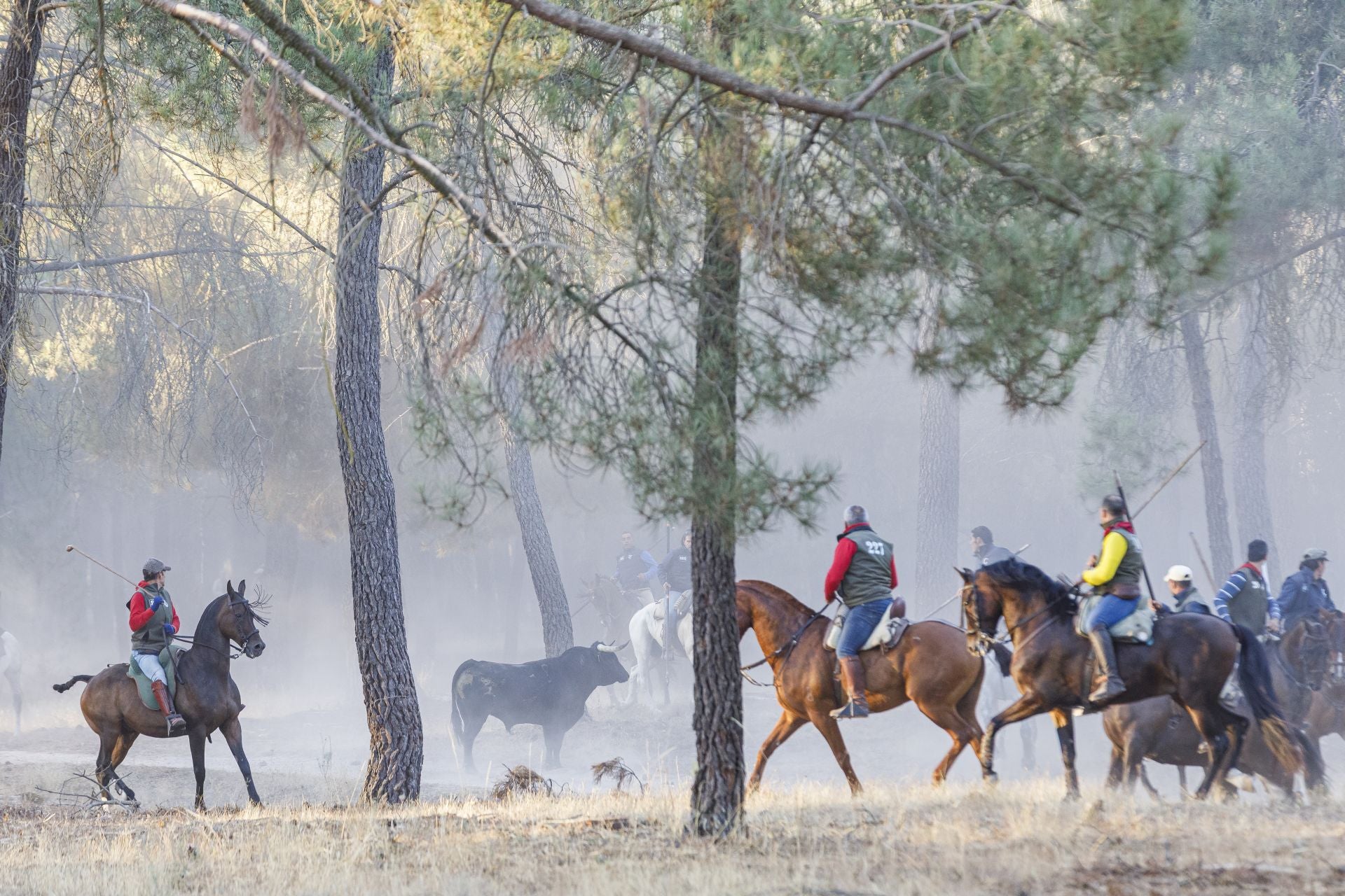 Fotos del cuarto encierro de Cuéllar por el campo