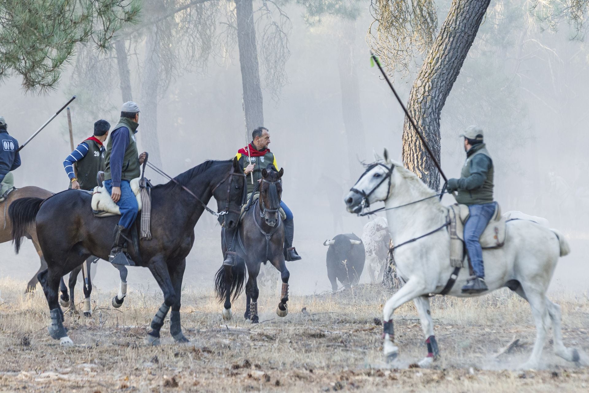 Fotos del cuarto encierro de Cuéllar por el campo