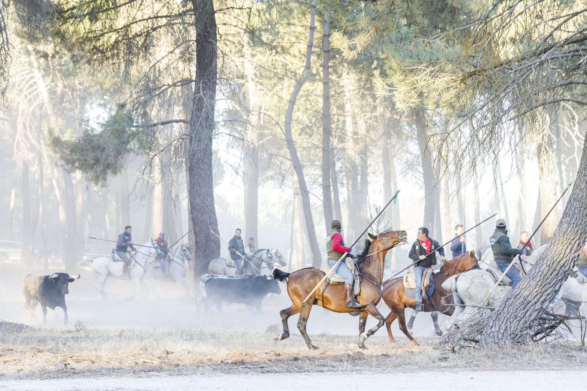 Fotos del cuarto encierro de Cuéllar por el campo