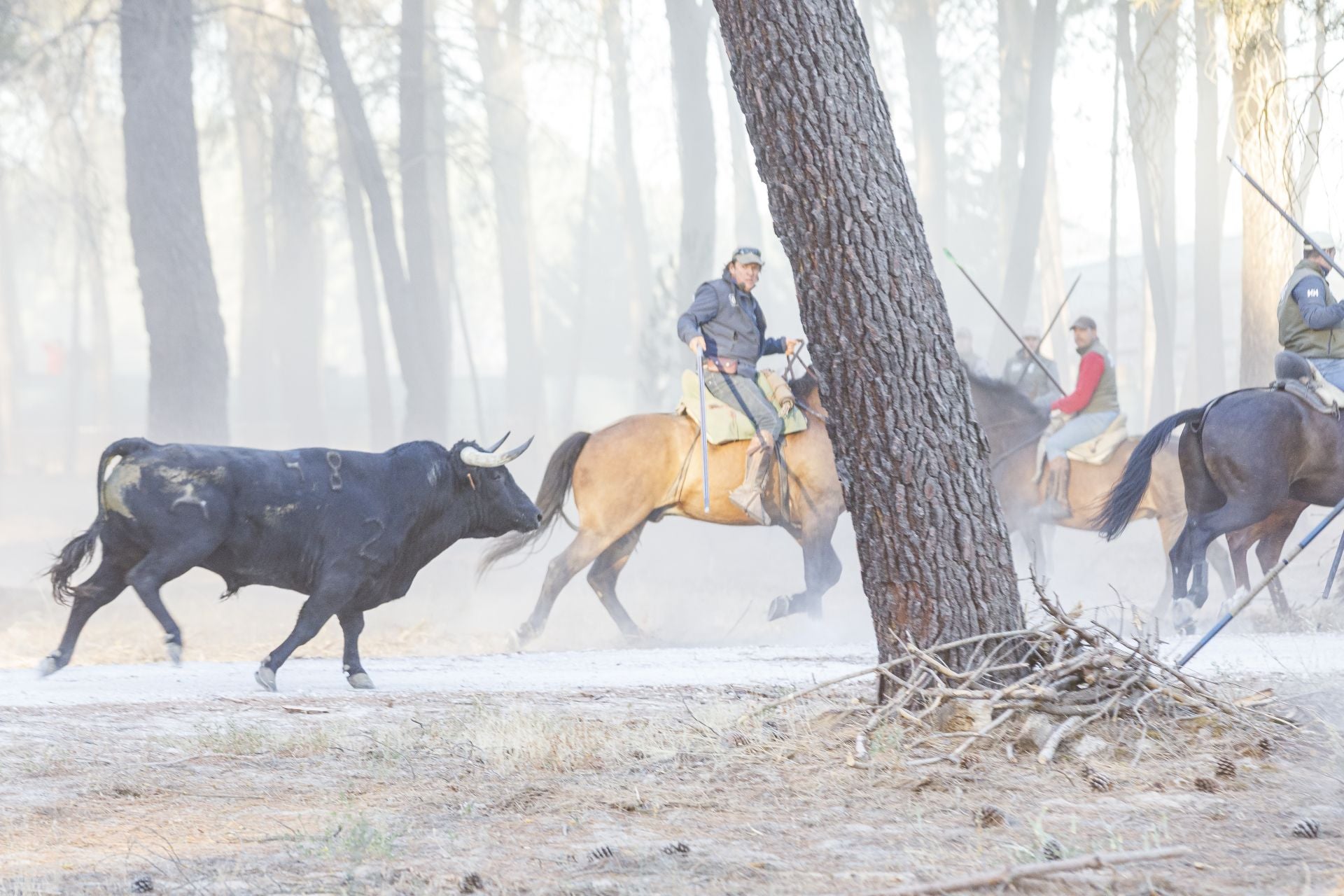 Fotos del cuarto encierro de Cuéllar por el campo
