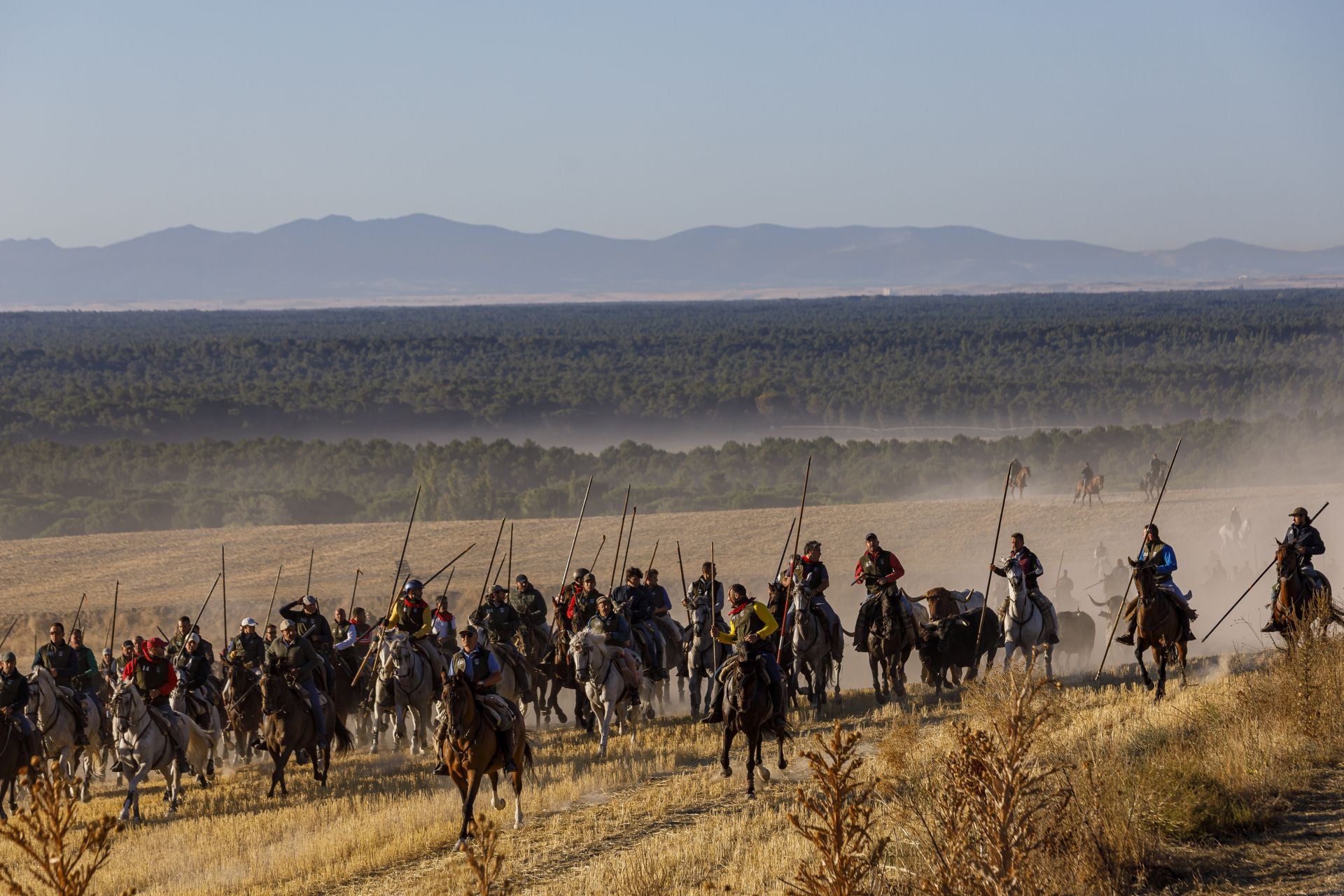 Fotos del cuarto encierro de Cuéllar por el campo