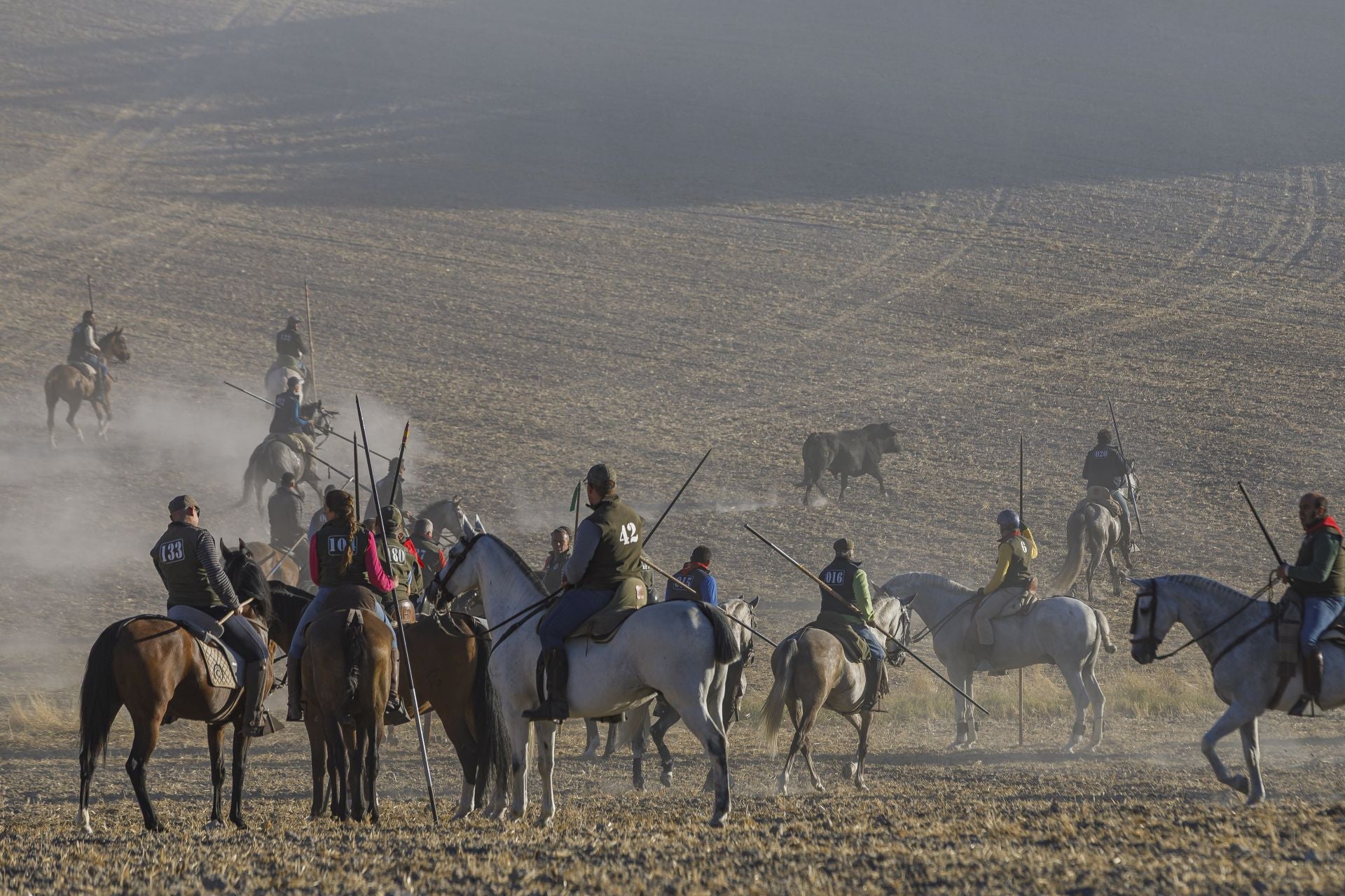 Fotos del cuarto encierro de Cuéllar por el campo