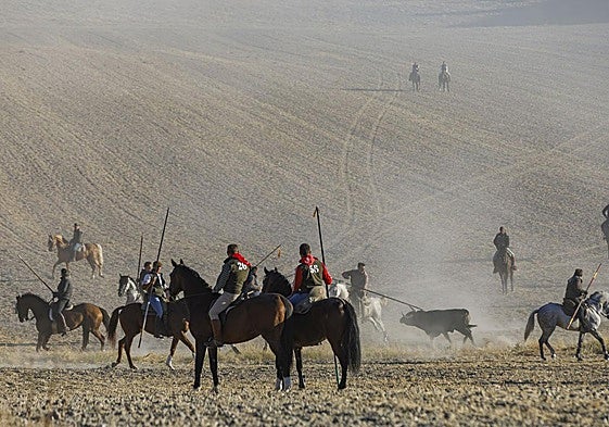 Fotos del cuarto encierro de Cuéllar por el campo