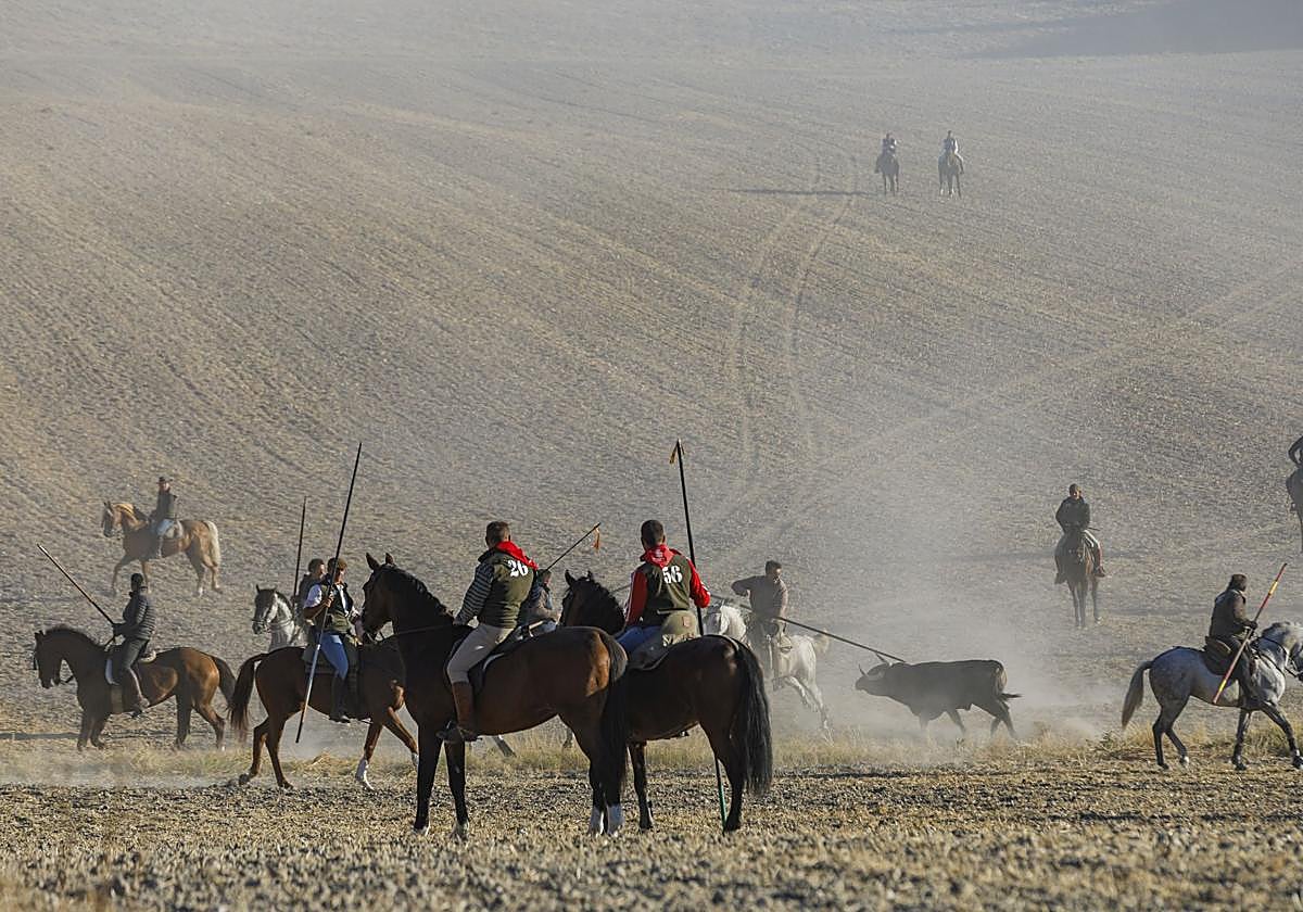 Fotos del cuarto encierro de Cuéllar por el campo