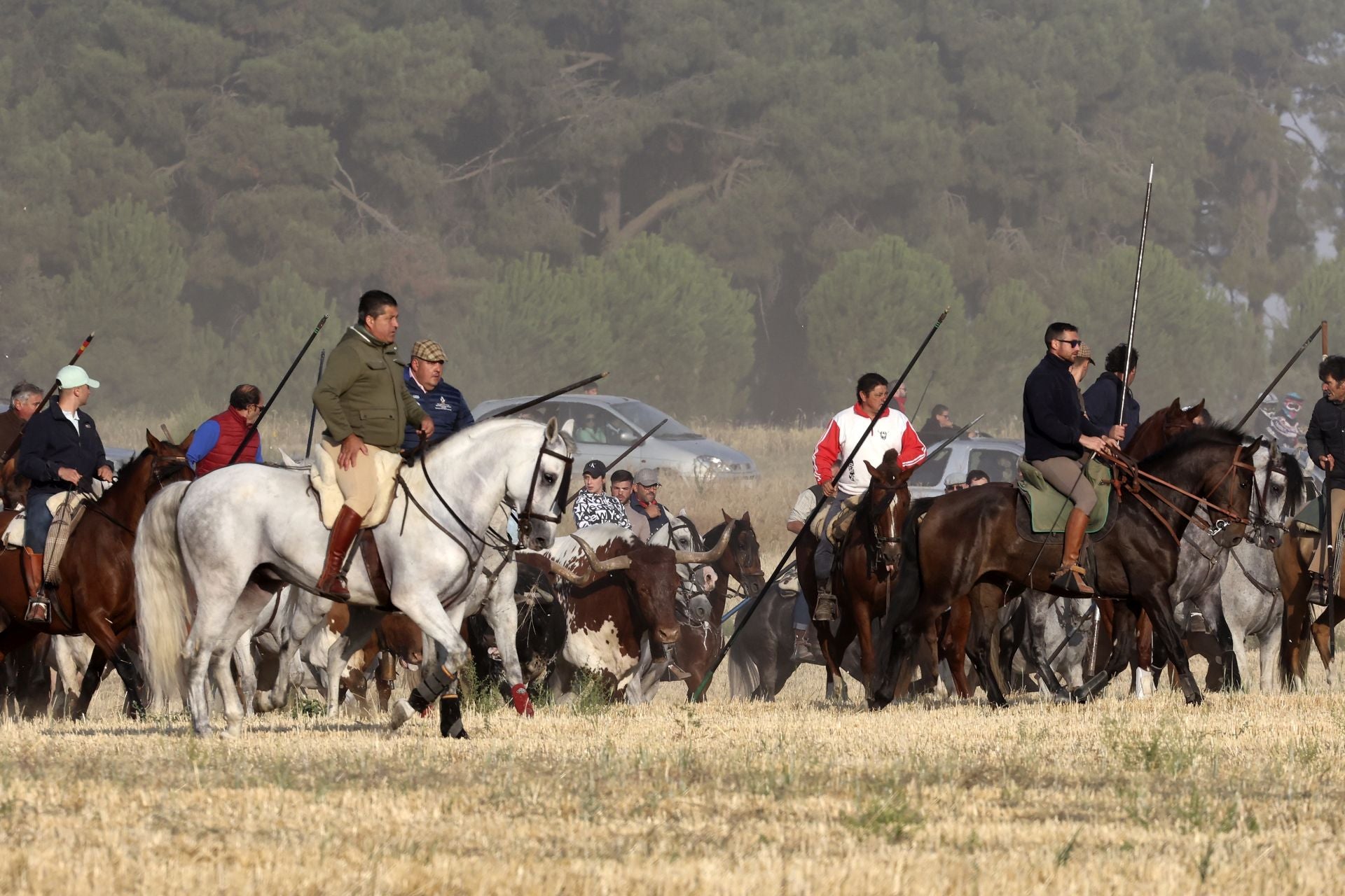 El encierro de Medina del Campo, en imágenes