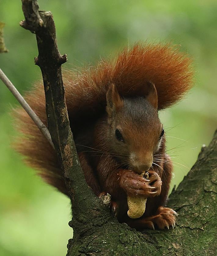 Imagen secundaria 2 - Paseo Central de Campo Grande y algunos de los animales que allí conviven.