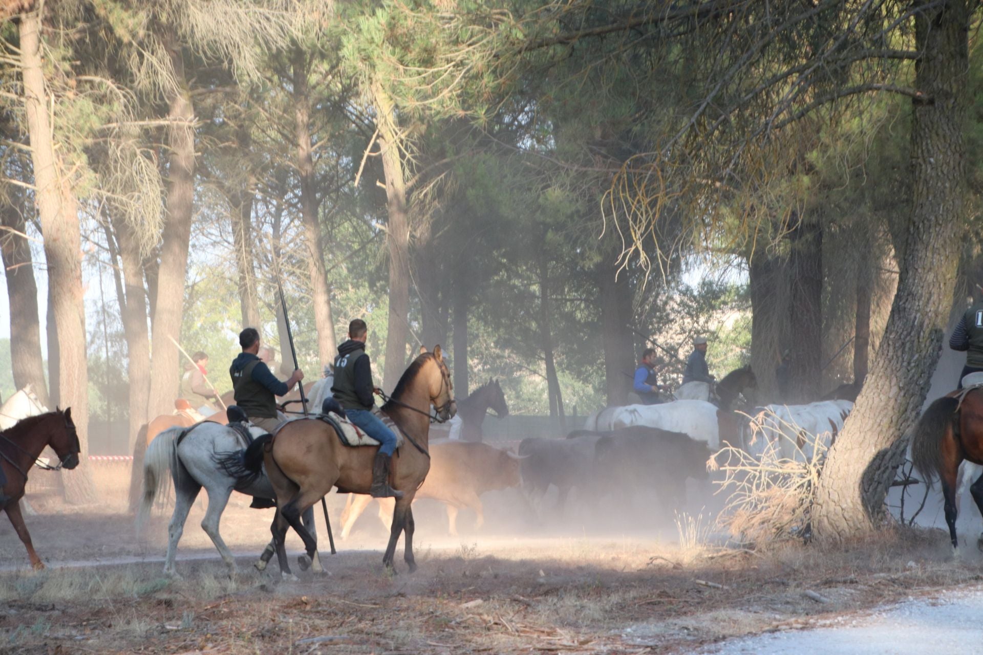 Fotografías del quinto encierro de Cuéllar en el campo