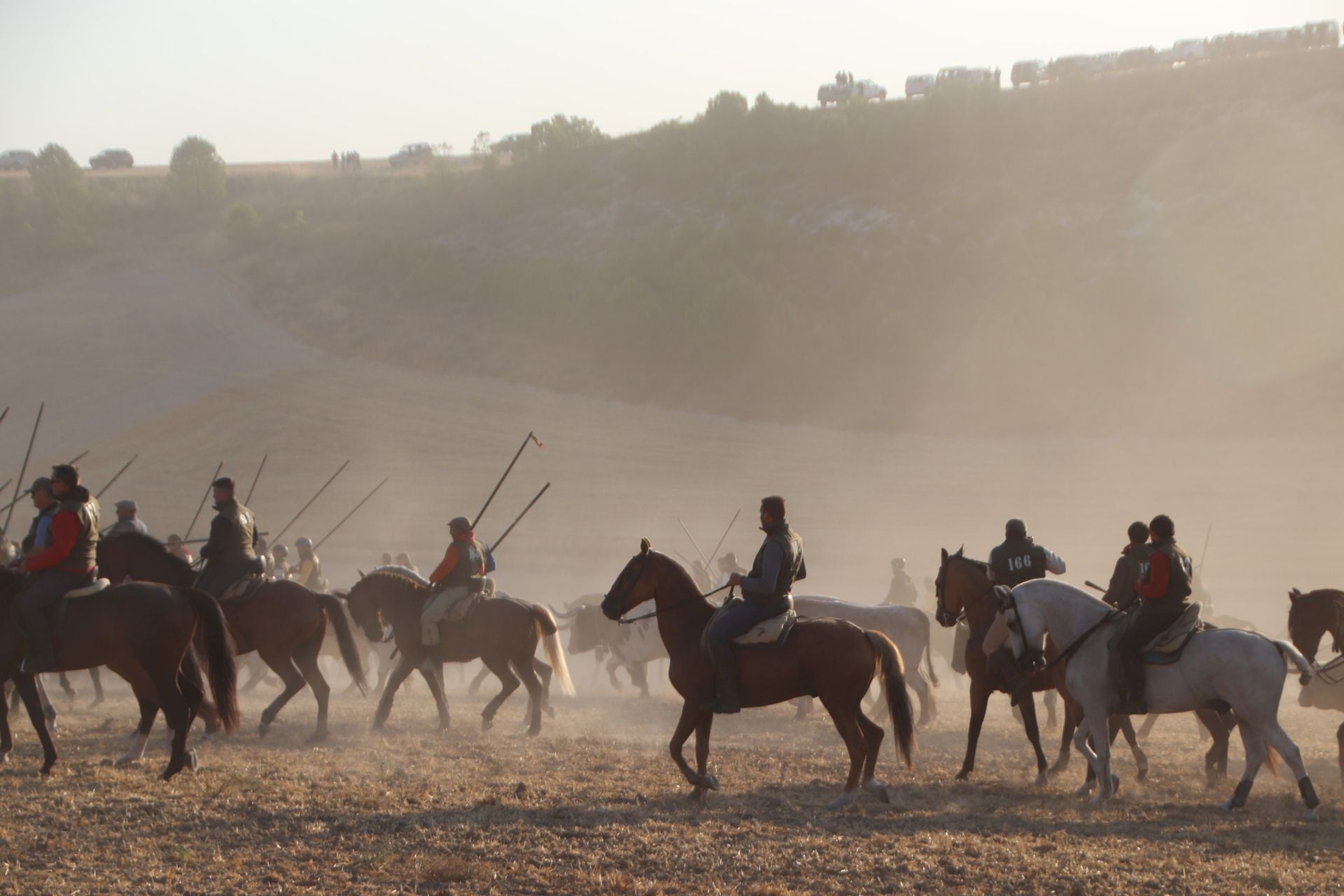Fotografías del quinto encierro de Cuéllar en el campo